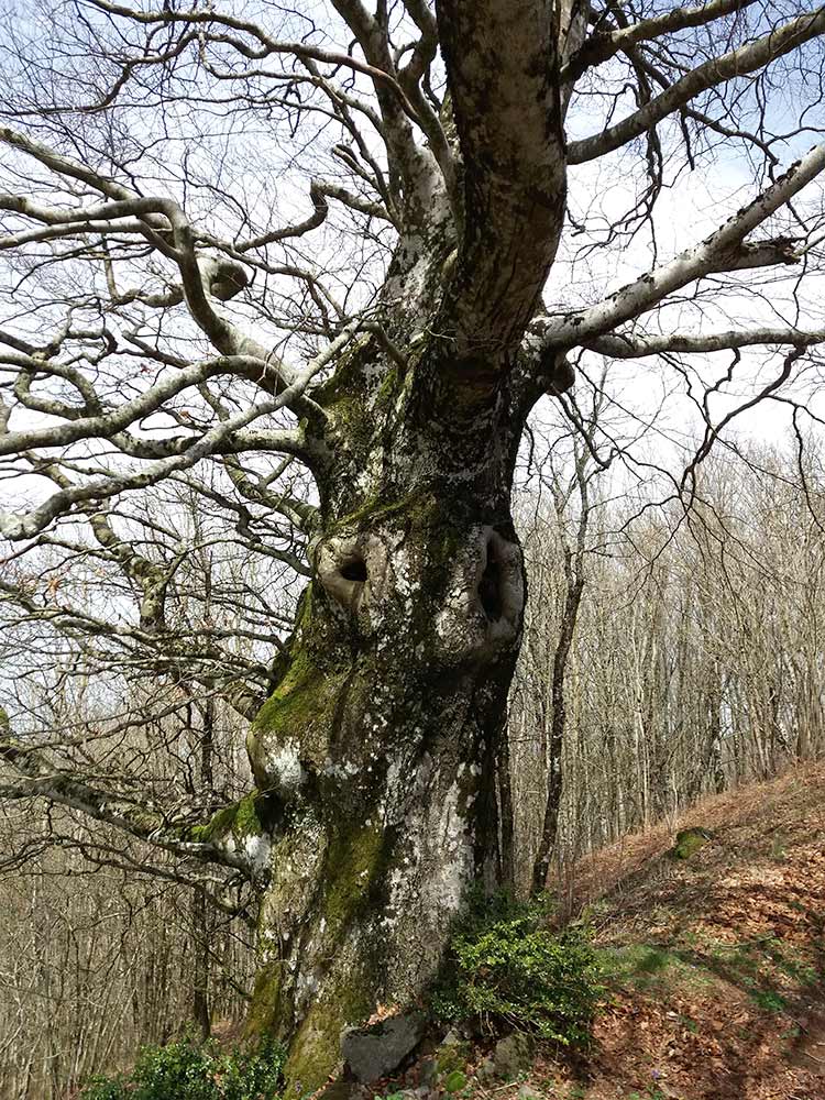 1arbre